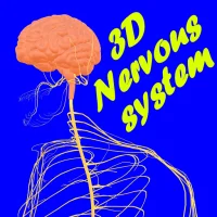 Human Nervous system